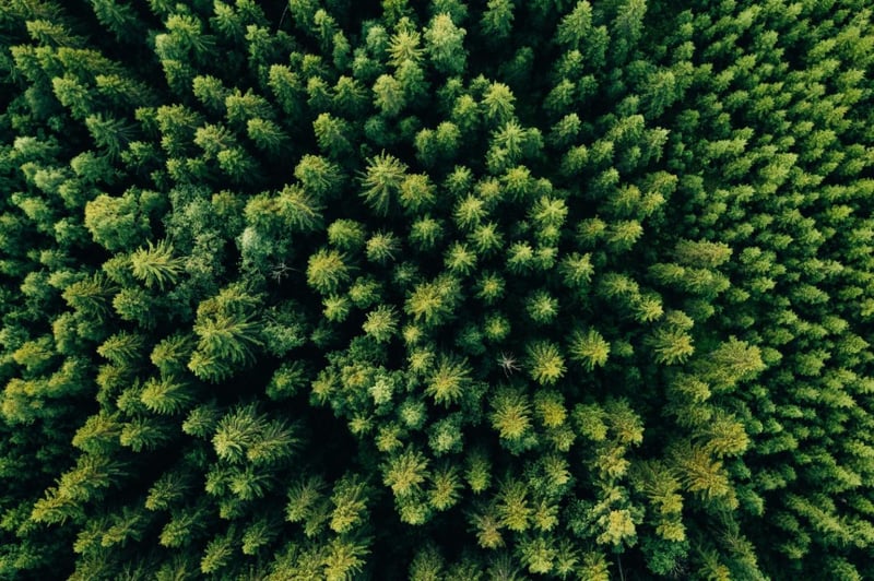 Karelwood